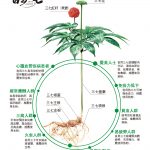 三七株分解图解繁体